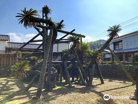Big Sago Palm of Shimmachi的图片
