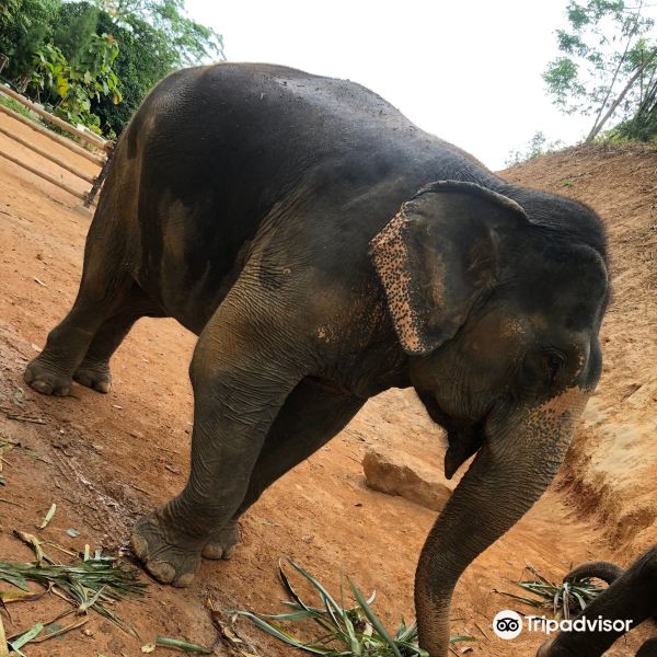 Phuket Elephant Sanctuary Village旅游景点图片