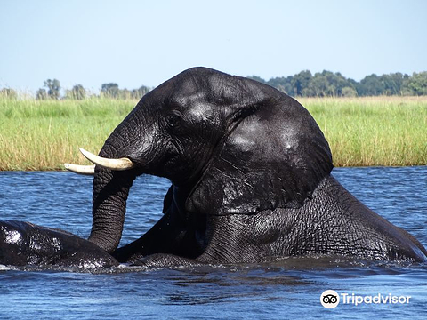 African Safari Experience的图片
