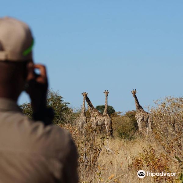 African Safari Walks旅游景点图片