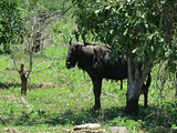 Limpopo National Park