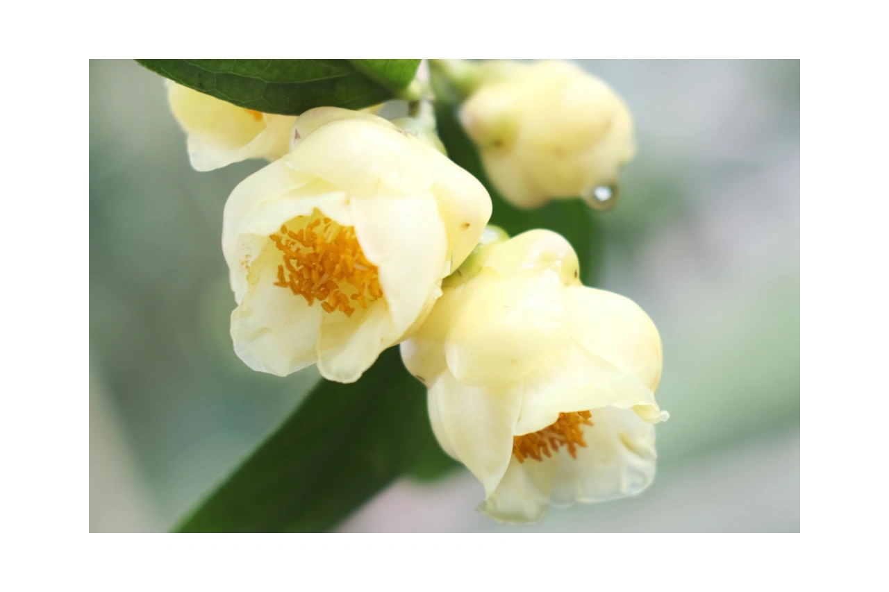 广西壮族自治区南宁市金花茶公园