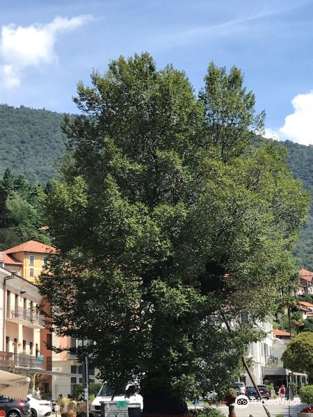 Olmo Secolare di Mergozzo