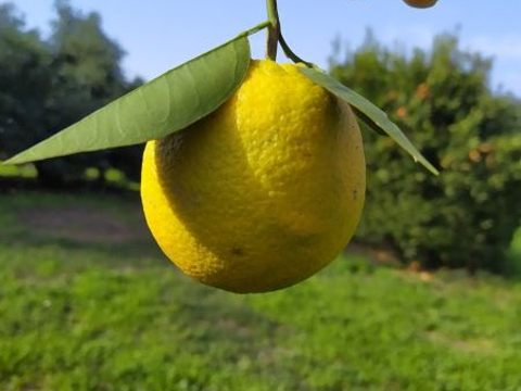 涅坦亚旅游图片