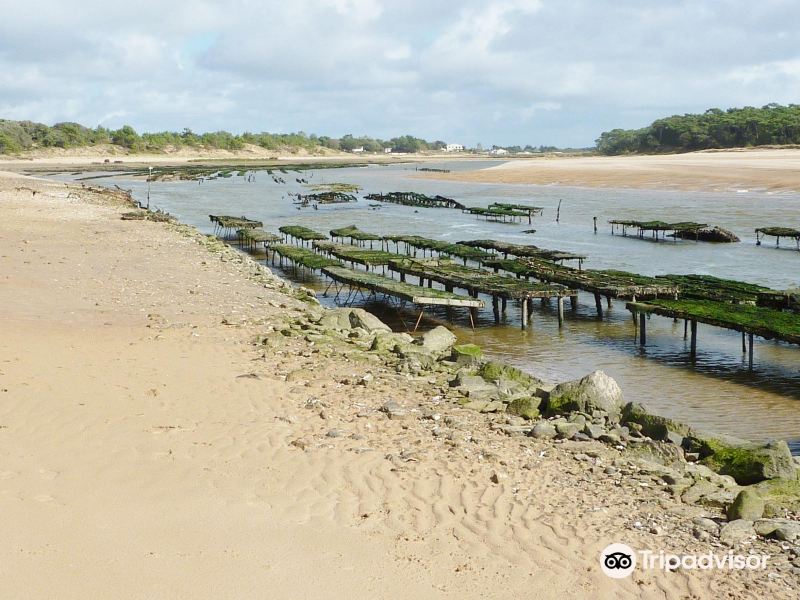 Plage du Veillon旅游景点图片