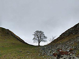 Sycamore Gap