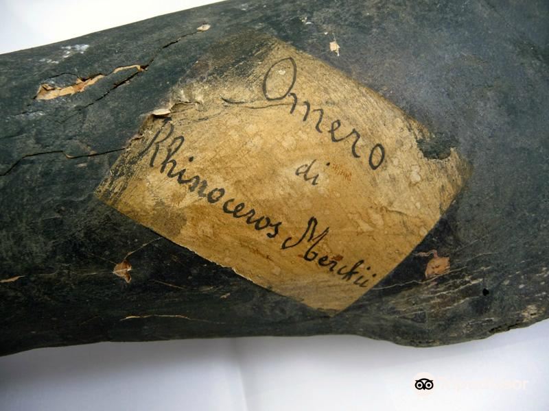 Museo Paleontologico E Archeologico Virginio Caccia旅游景点图片