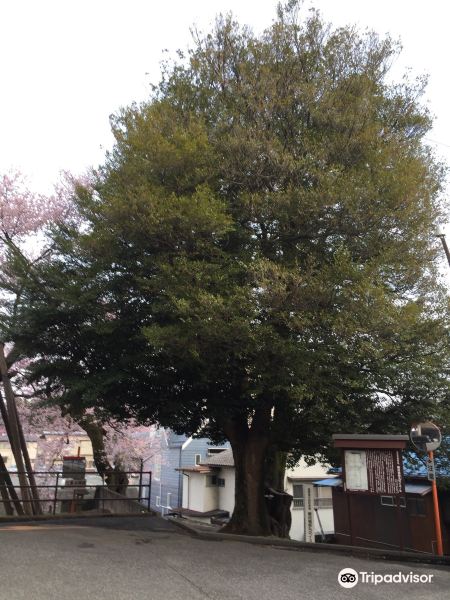 Isunoki Tree of Iida Castle Sakuramaru旅游景点图片