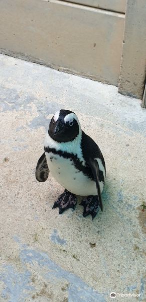 Seabird and Penguin Rehabilitation Centre旅游景点图片