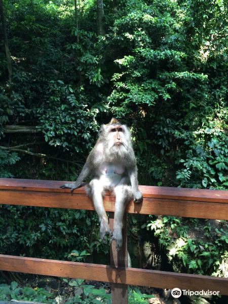 Plangon Monkey Forest and Tombs旅游景点图片