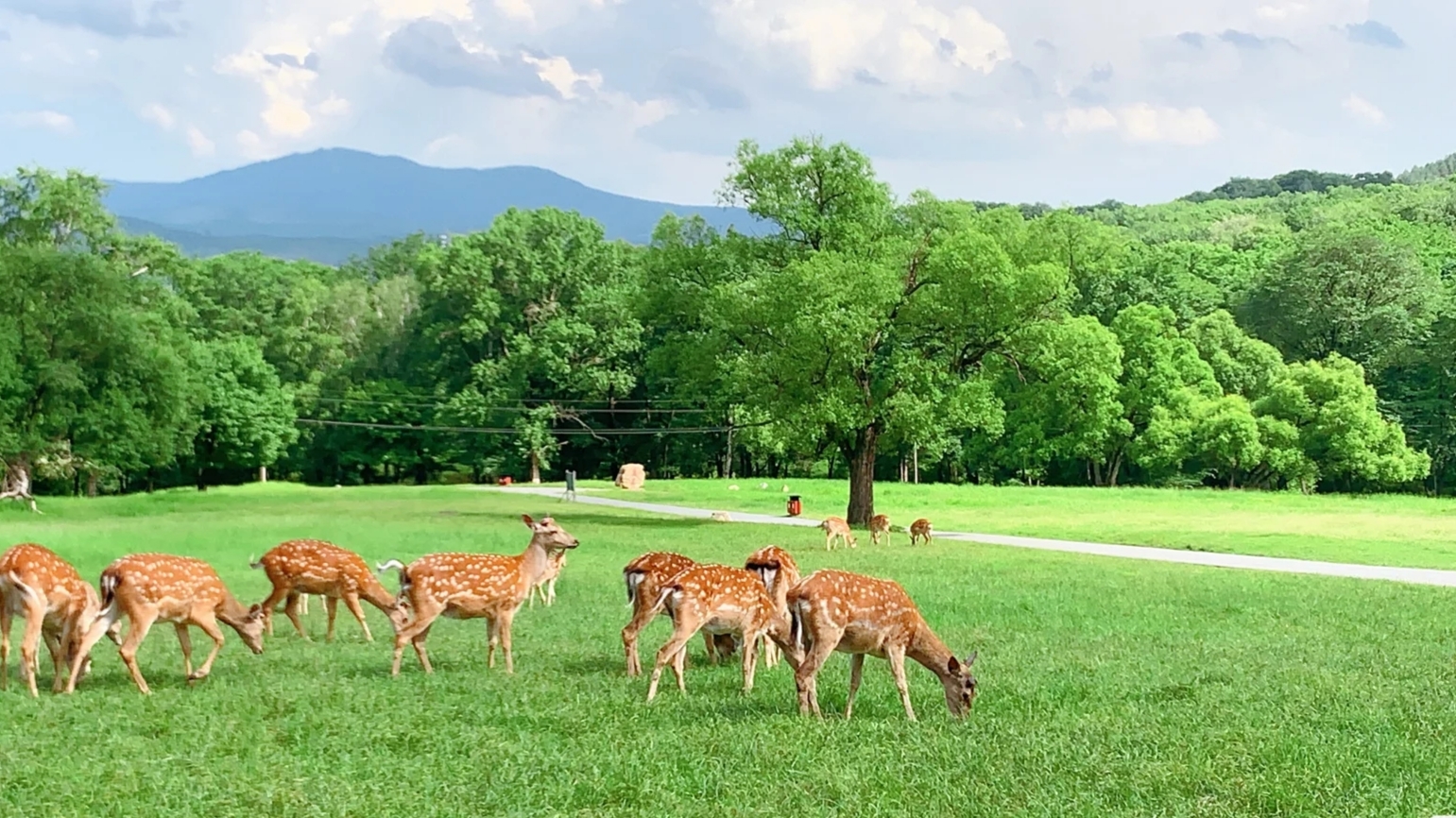 皇家鹿苑草食动物园(驯养示范基地)旅游景点图片
