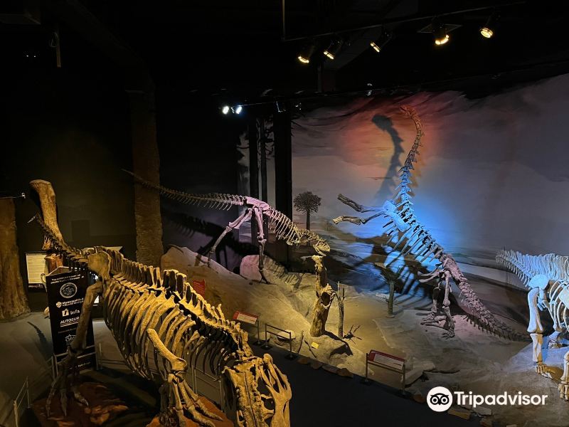 Egidio Feruglio Paleontological Museum旅游景点图片