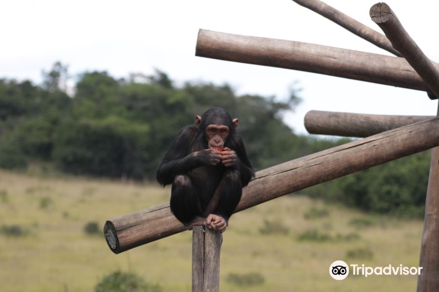 Jane Goodall Chimpanzee Eden Sanctuary旅游景点图片