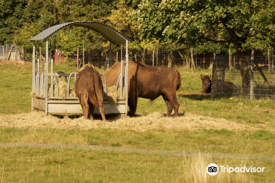 Wildpark旅游景点图片