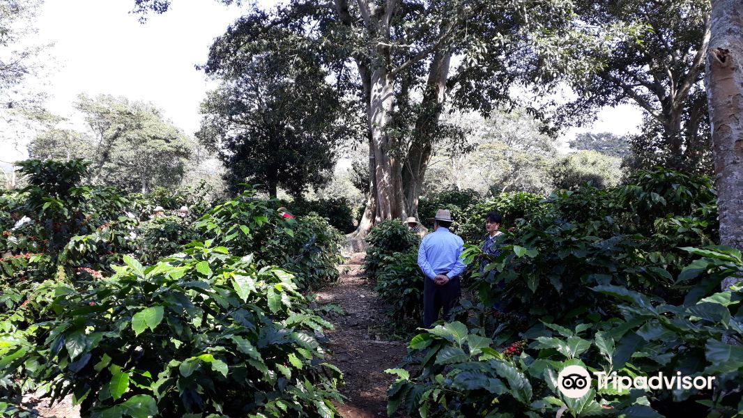 Museo Bola De Oro Finca Roma旅游景点图片