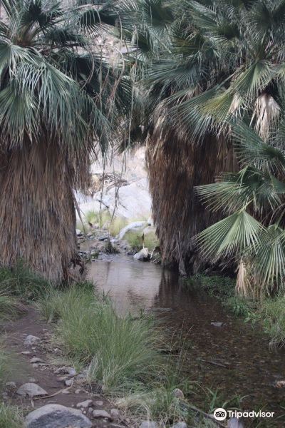 Murray Canyon Trail旅游景点图片