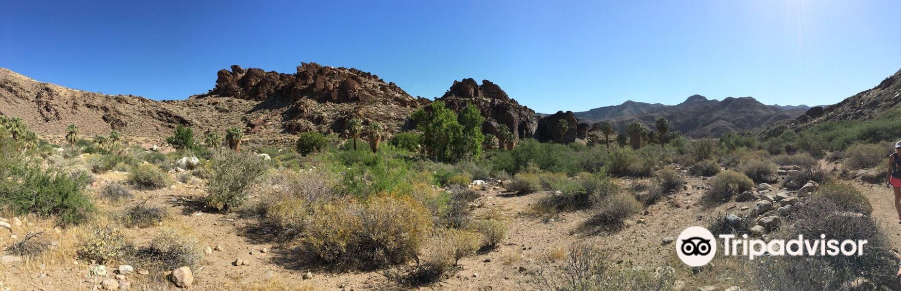 Murray Canyon Trail旅游景点图片