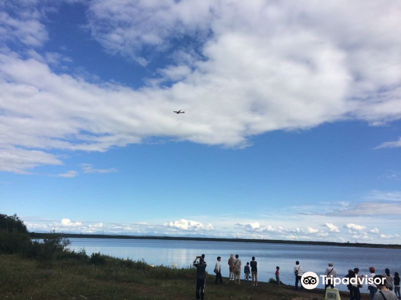 北海道天鹅湖旅游景点图片