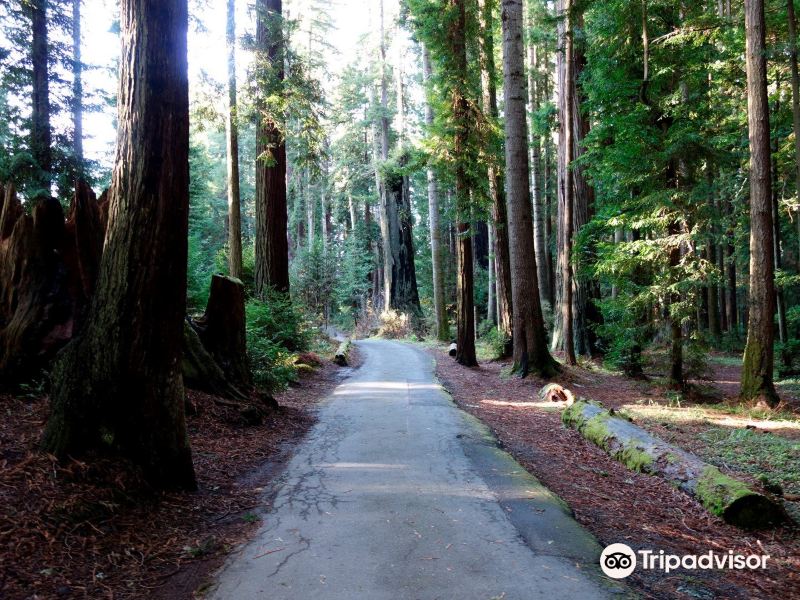 Sequoia Park Garden旅游景点图片