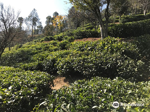 Kausani Tea Estate