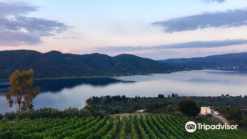 Vriniotis Winery旅游景点图片