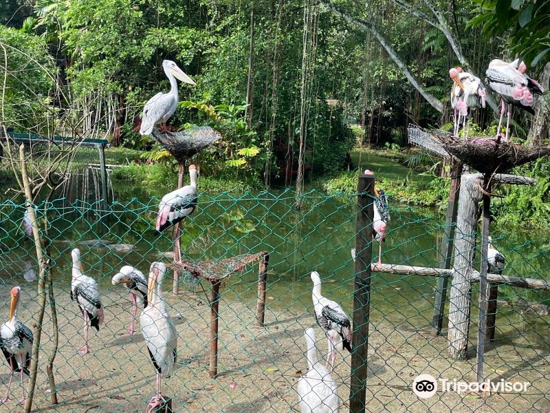 槟城飞禽公园旅游景点图片