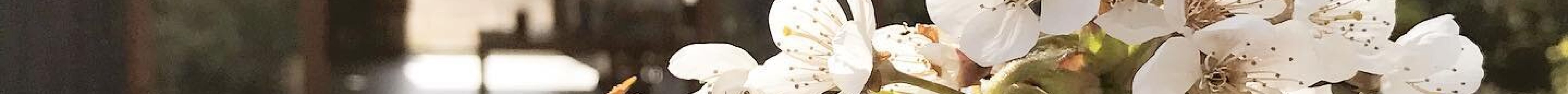 Ready Steady Roll - Board Game Cafe