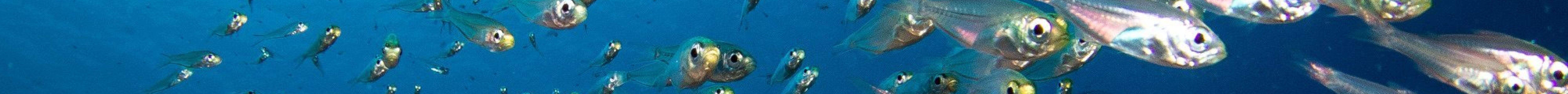 Palau Dive Adventures