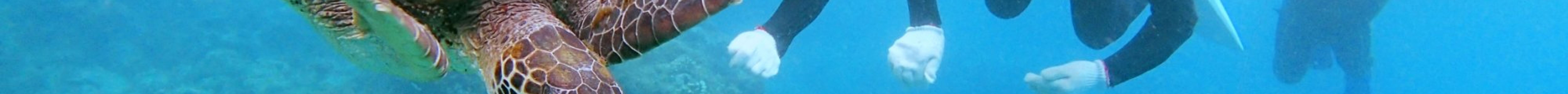 Yakushima Diving Guide Marine Club Kaiolohia