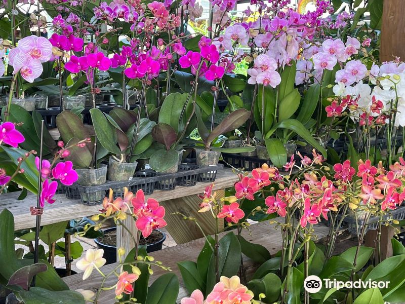 Butterfly Pavilion at Flamingo Road Nursery旅游景点图片