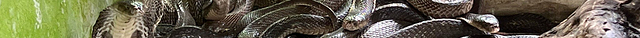 Kathu Cobra Show