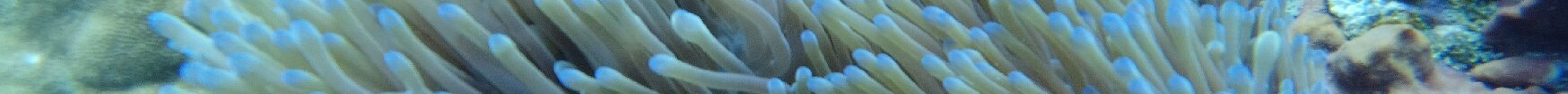 Koh Chang Divers