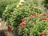 Weston Nurseries