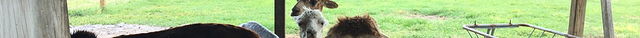 Chantilly Ridge Alpacas
