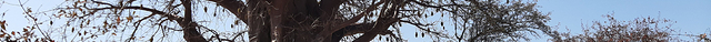 Baines Baobabs