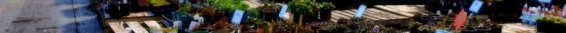 Sandhu Greenhouses & Nursery