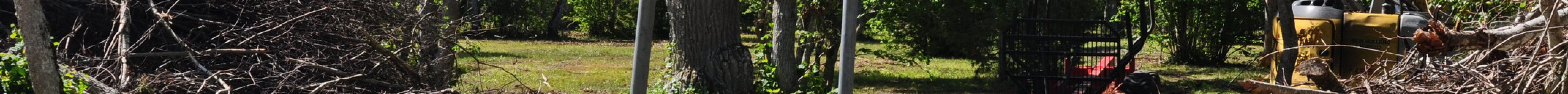 Loode Oak Forest旅游景点图片