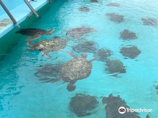 Sea Turtles Pool旅游景点图片