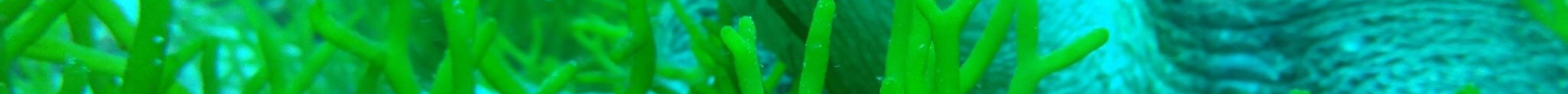 Scuba Diving Ever Blue Yakushima