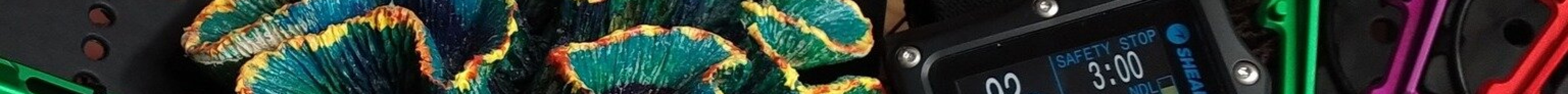 Gaspar's Dive N Board