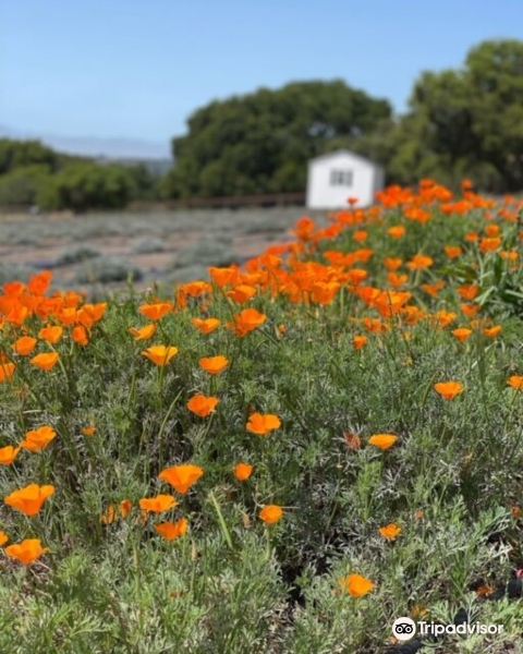 Santa Rita Hills Lavender Farm旅游景点图片