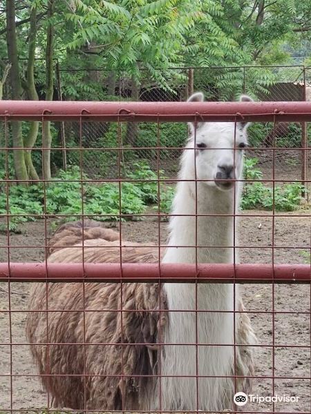 Zoo Parc Calarasi旅游景点图片