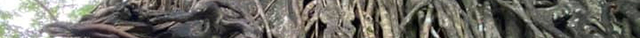 Millennium Tree (Balete tree)