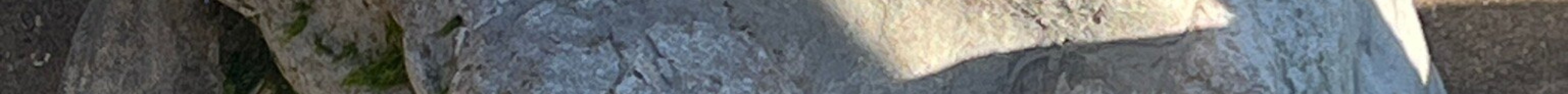 Isle of Wight Fossil Hunts - Island Gems