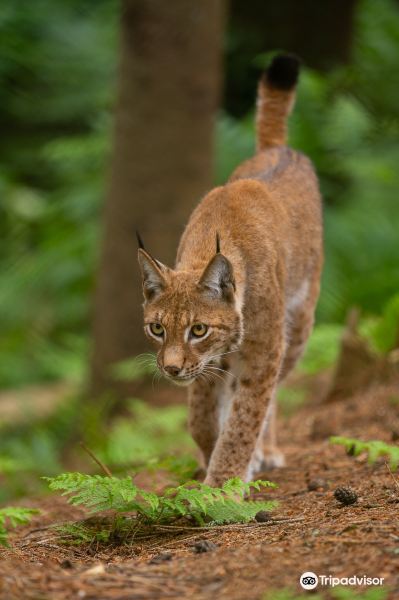 New Forest Wildlife Park旅游景点图片