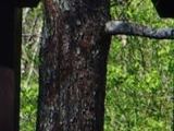 Kemeri Forest House