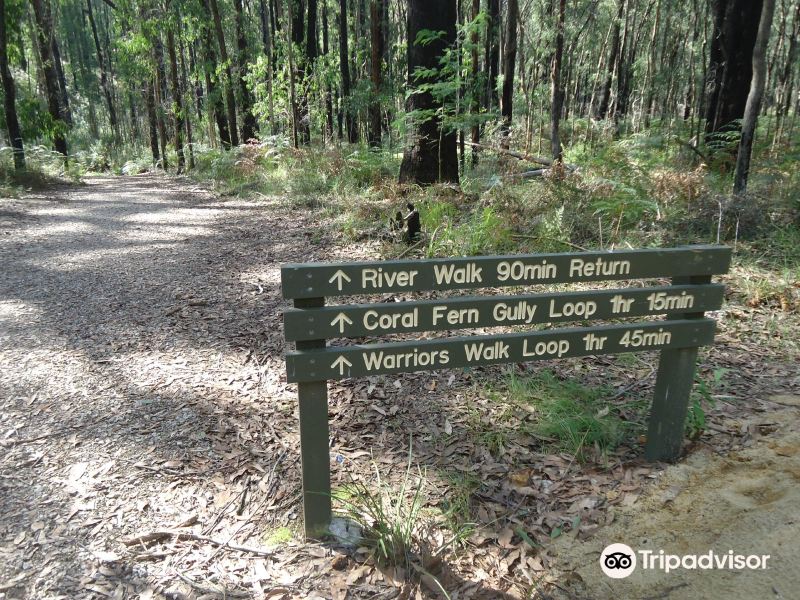 Lyrebird Forest Walk旅游景点图片