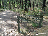 Lyrebird Forest Walk