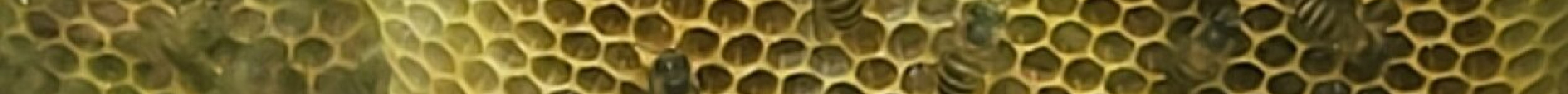 Honey House Honey Bee Farm旅游景点图片