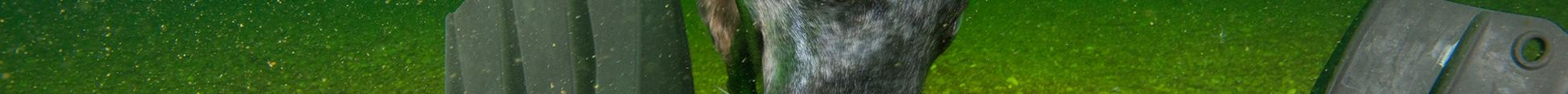 Club Nautique de Percé